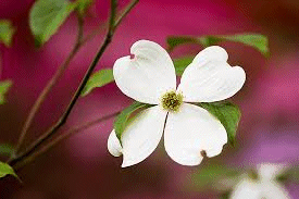 dogwood