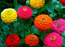 zinnia